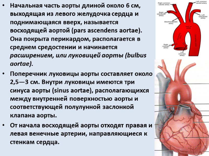 Начальная часть аорты длиной около 6 см, выходящая из левого желудочка сердца и поднимающаяся